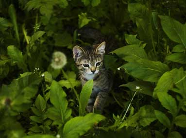 Last van katten in je tuin? Dit kun je tegen kattenoverlast doen!